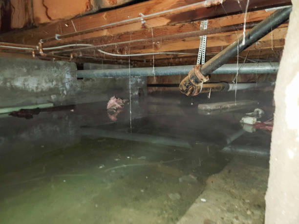 Best Basement water damage restoration  in Mamou, LA